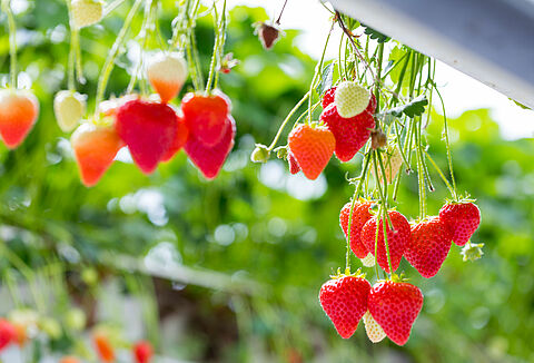 Thripex works really well in berries