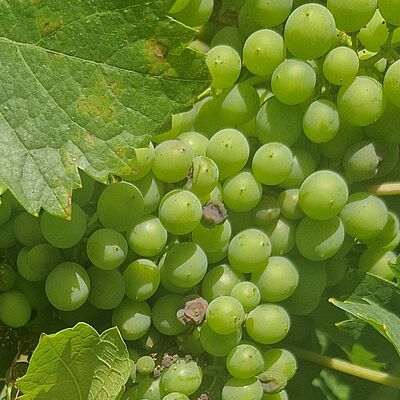 Grape downy mildew (Plasmopara viticola) affecting grapevine leaves and developing grape bunches.