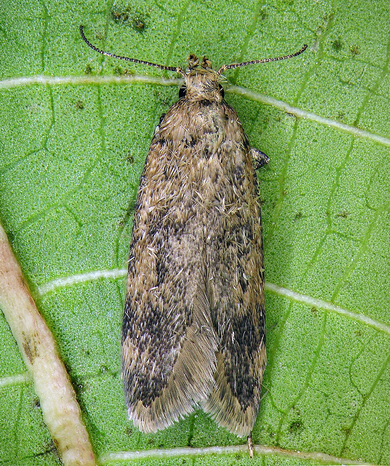 False codling moth Thaumatotibia leucotreta