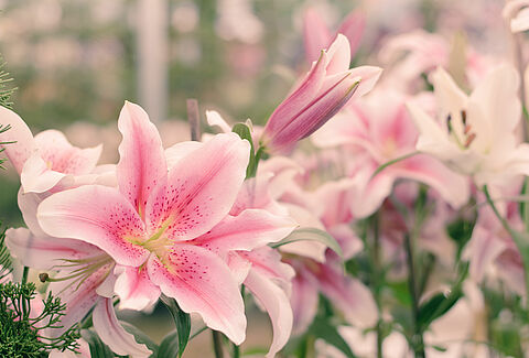 Lily