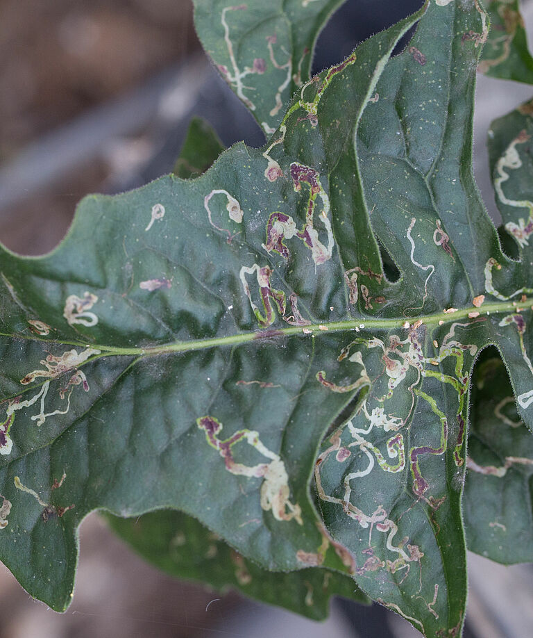 Damage caused by the American serpentine leafminer Liriomyza trifolii