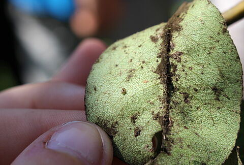 Pear psylla