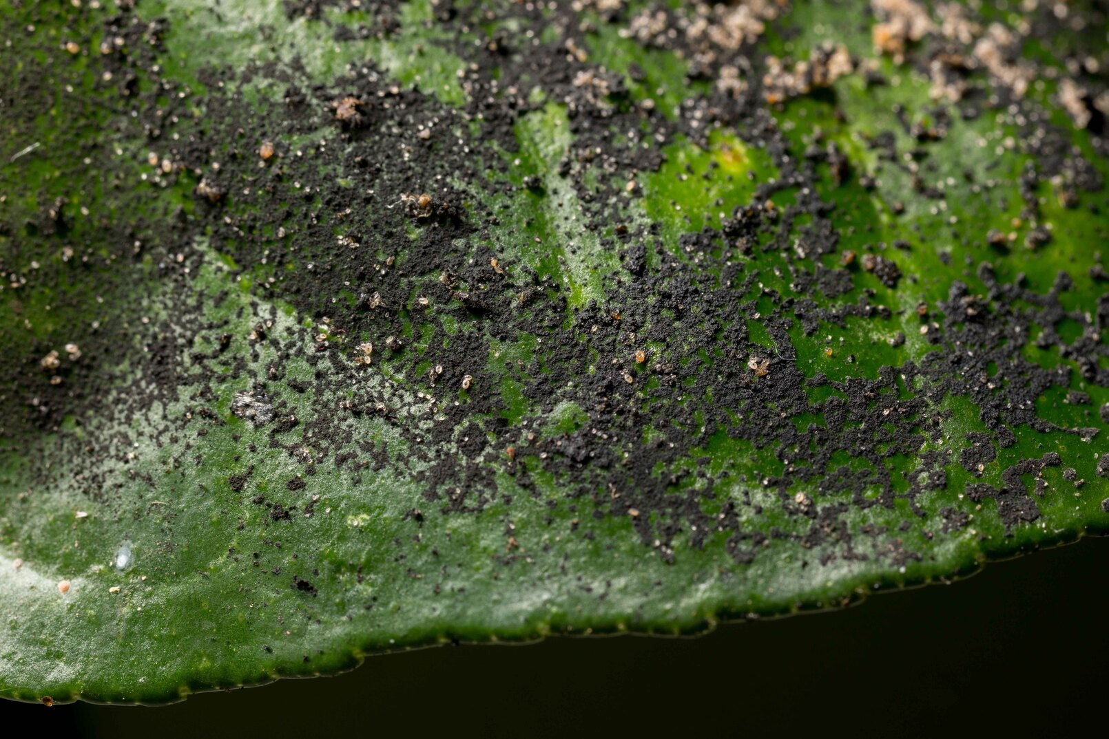 Red scale Aonidiella aurantii black mold damage symptom on leaf