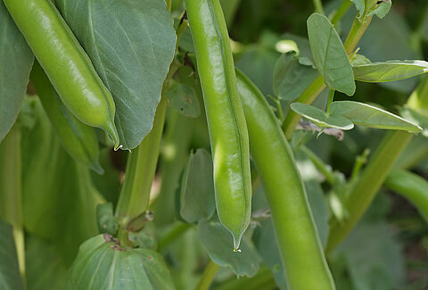 Faba bean