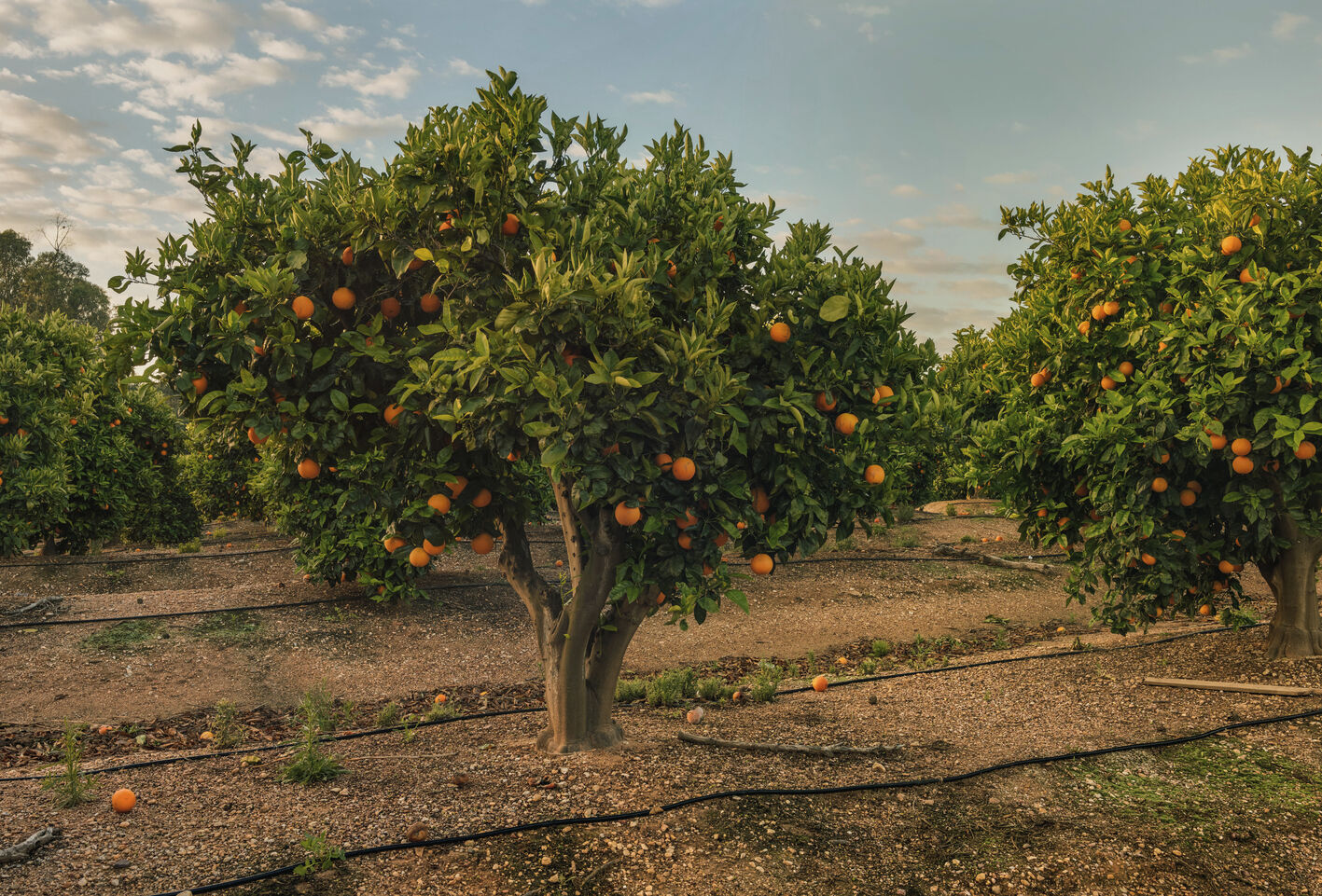 Biological crop protection opportunities for integrated pest management (IPM) in citrus