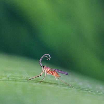 Feltiella acarisuga adult stage