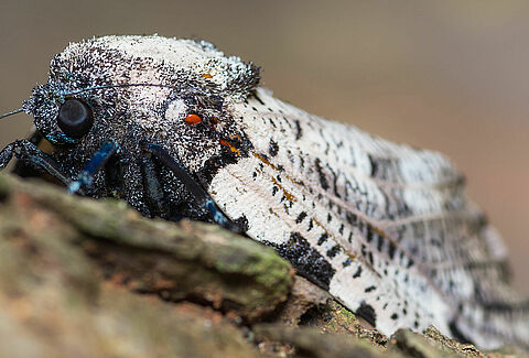 Leopard moth