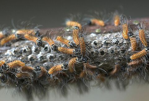 Oak Processionary Moth Thaumetopoea processionea Brochure