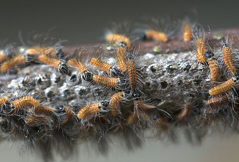 Biological control of the oak processionary caterpillar