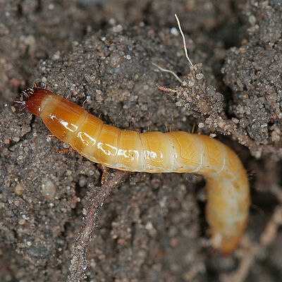 Wireworms - Larvae of Agriotes a species of beetle from the family of Elateridae. It is commonly known as the lined click beetle