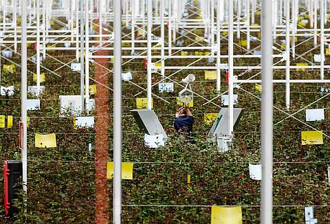 Aleia Roses: 'We grow the best and most beautiful roses thanks to IPM'