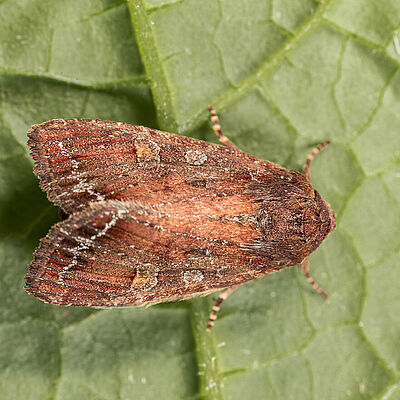 Adult form of the Bright-line brown-eye moth Lacanobia oleracea