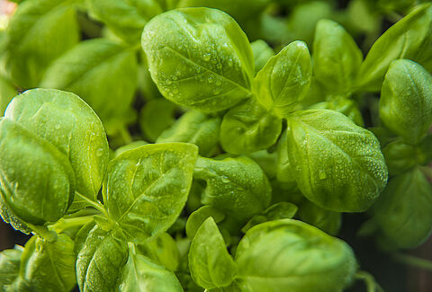 Herbs