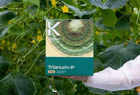 Effective control of soil-borne diseases with Trianum