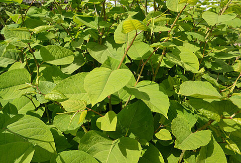 Koppert participates in promising biological weed control research