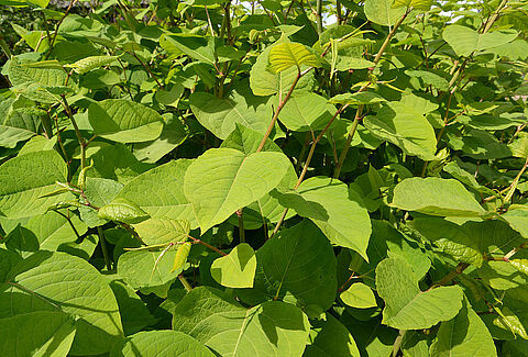 Koppert participates in promising biological weed control research