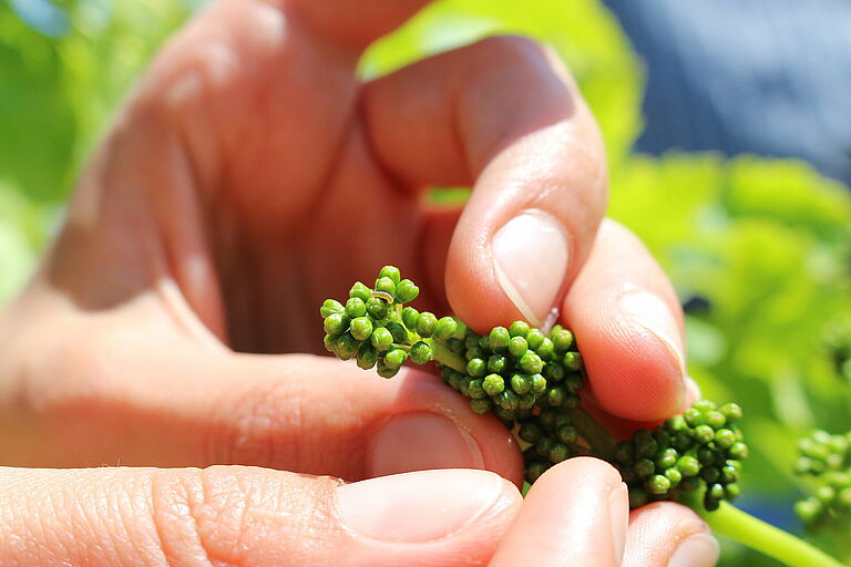 Larva of the European grapevine moth Lobesia botrana