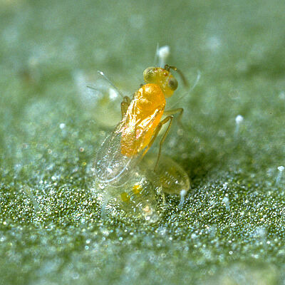 Parasitic wasp Eretmocerus eremicus laying an egg underneath a whitefly nymph