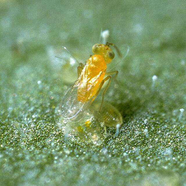 Parasitic wasp Eretmocerus eremicus laying an egg underneath a whitefly nymph