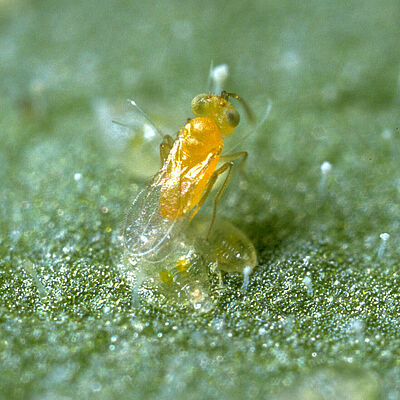 Parasitic wasp Eretmocerus eremicus laying an egg underneath a whitefly nymph