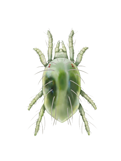 Tetranychus urticae deutonymph
