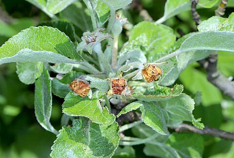 Apple blossom weevil