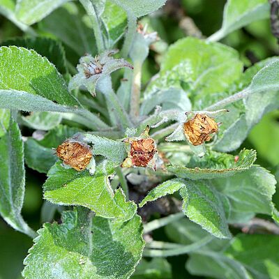Apple blossom weevil (Anthonomus pomorum) damage on apple tree bud