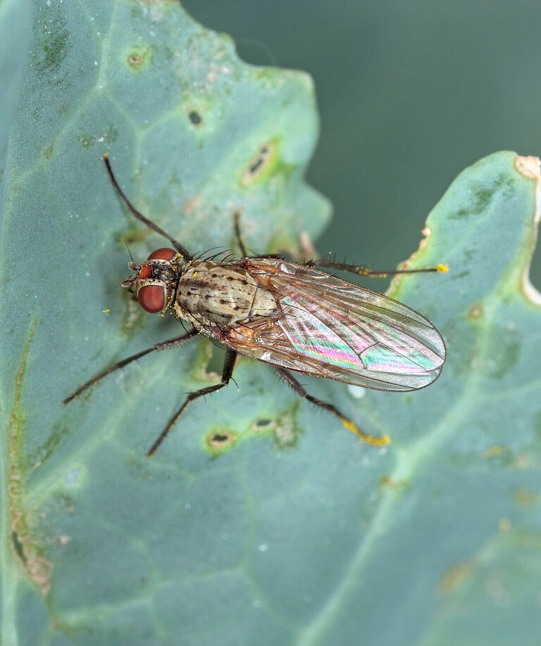 Cabbage fly  - Delia radicum on the leaf