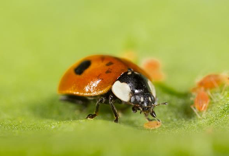 New edition Insect Pest Management