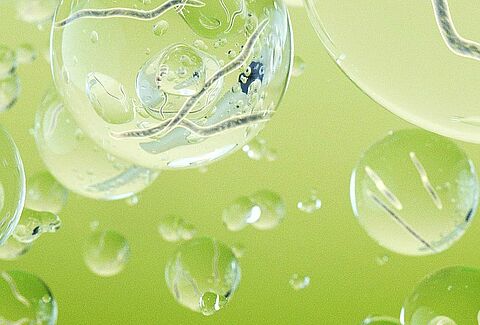 Beneficial nematodes to control pests in outdoor crops
