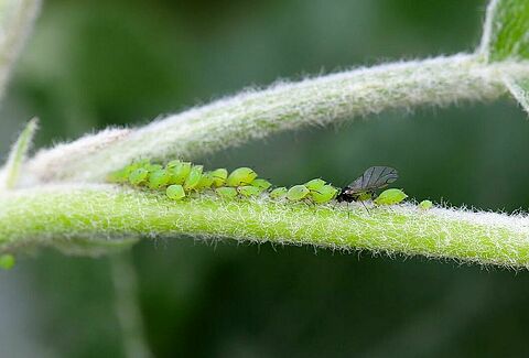 Green apple aphid