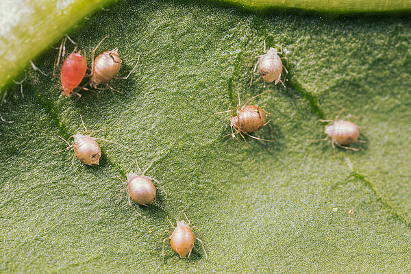 Aphidius colemani (Parasitic Wasp): Biological Control of Aphids