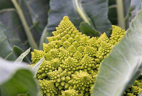 Biocontrol in agriculture: a strategy for chemical residue-free growing