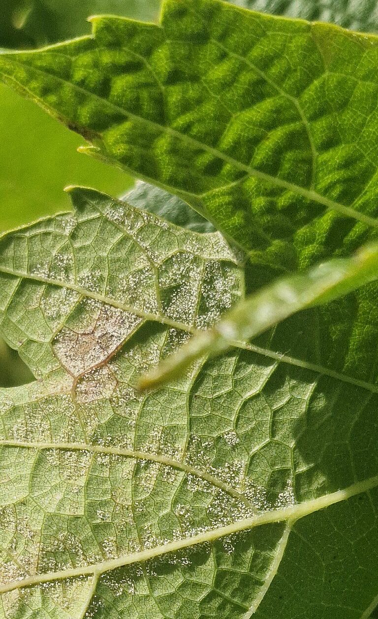 Underside of a grapevine leaf infected with Plasmopara viticola (grape downy mildew), showing characteristic white sporulation.