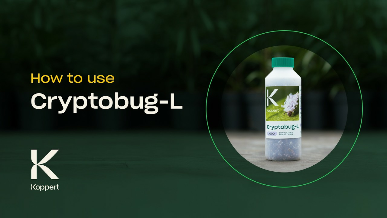 How to use Cryptobug-L from Koppert