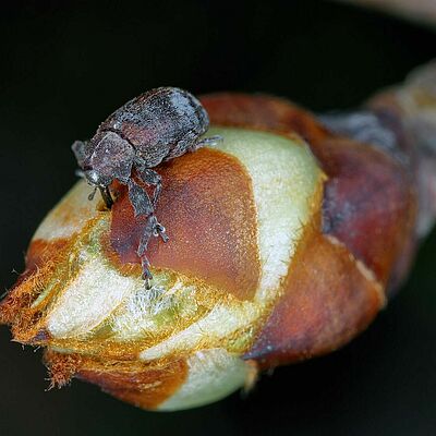 Pear blossom weevil (Anthonomus piri) adult on flower bud.