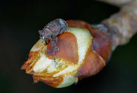 Pear blossom weevil