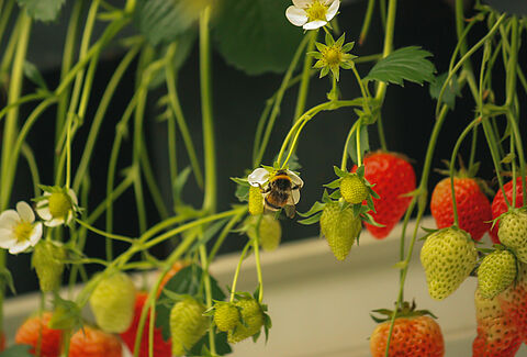 Greenhouse crop pollination