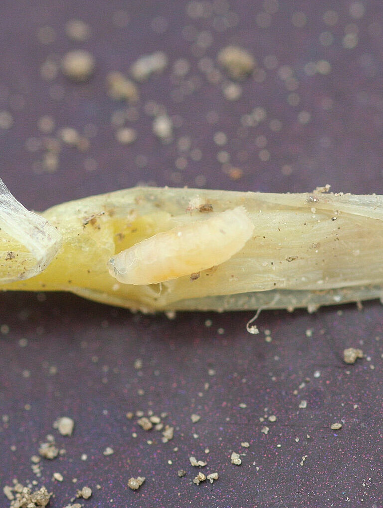 Whitney Cranshaw, Colorado State University, Bugwood.org
