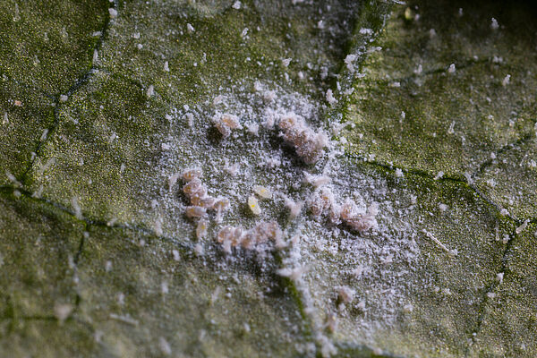 A step-by-step guide to whitefly control | Koppert Global