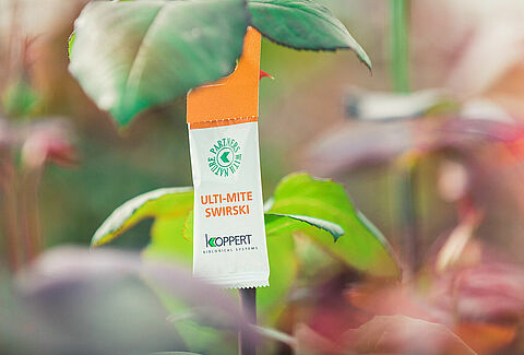 Koppert improves biological control of thrips