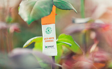 Koppert improves biological control of thrips