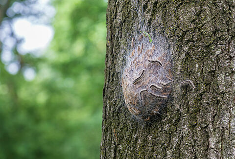 Combating the oak processionary caterpillar requires a combined approach