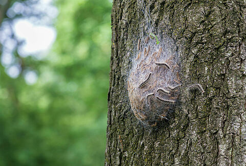 Oak Processionary Moth Thaumetopoea processionea Brochure