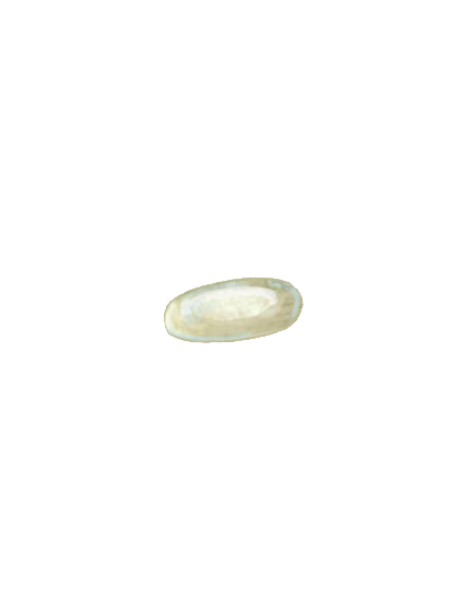 Tomato leaf miner Liriomyza bryoniae egg