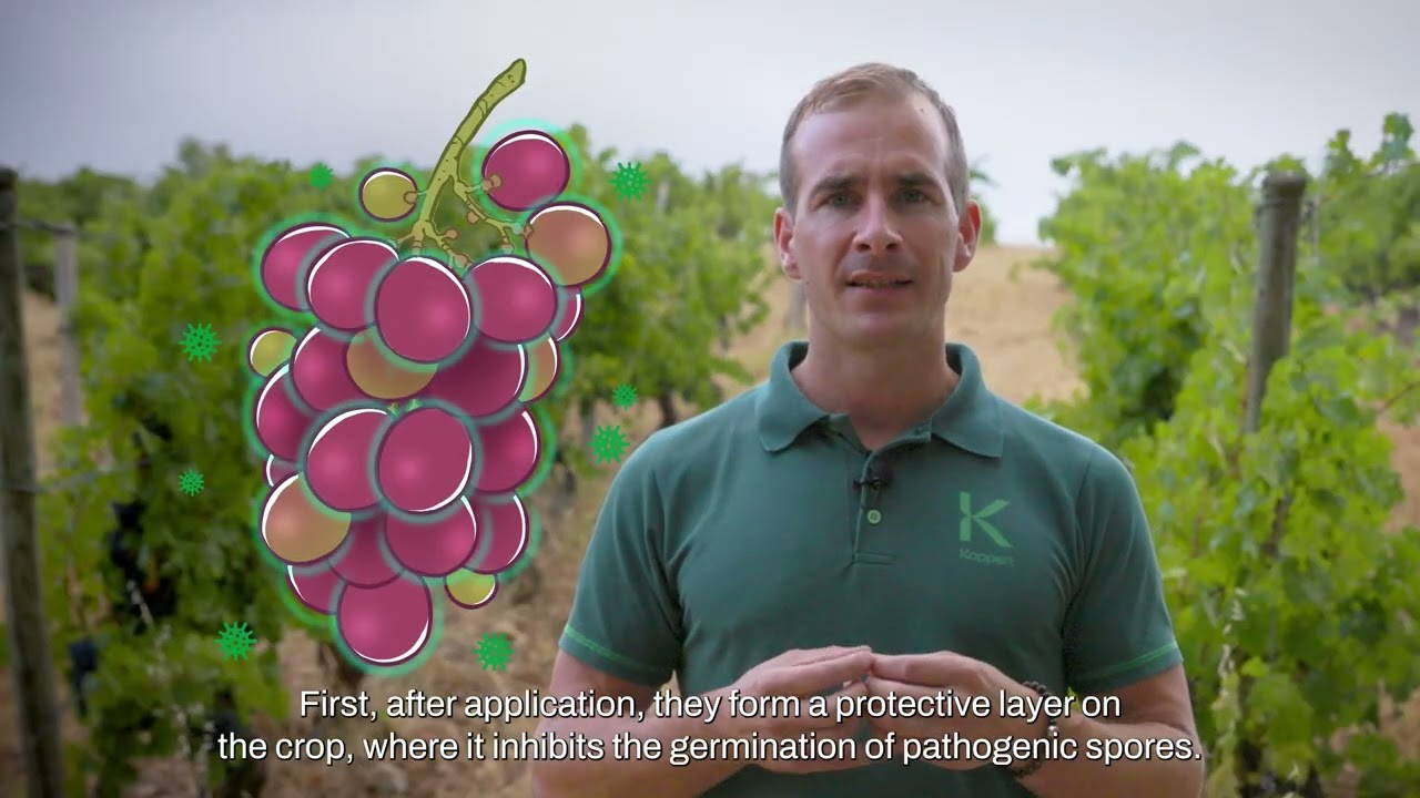 All you need to know about Tiagan - Frequently Asked Questions - Control foliar grapevine diseases All you need to know about Tiagan - Frequently Asked Questions - Control foliar grapevine diseases