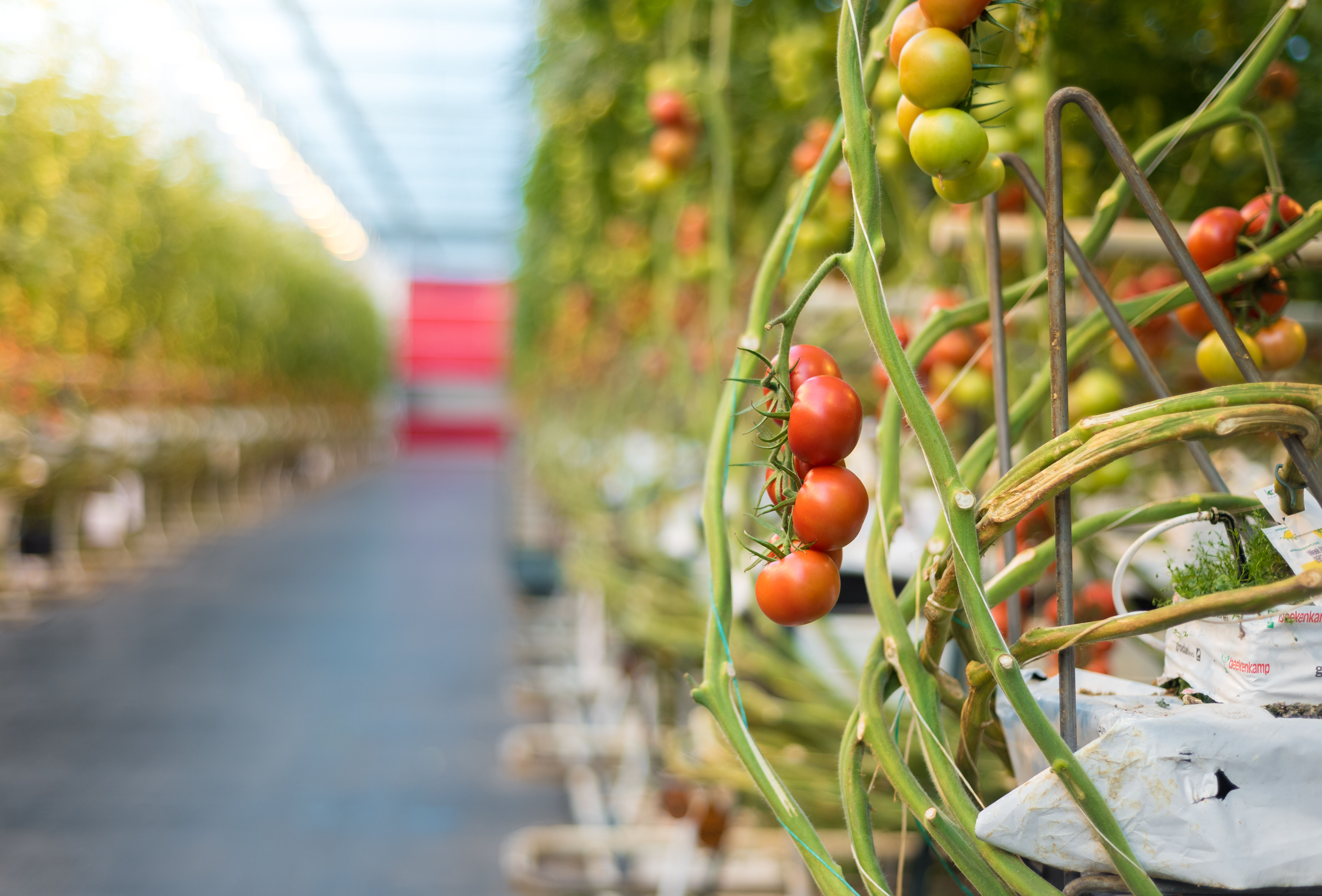 Testimony: the V10 vaccine is once again used against the Pepino mosaic virus