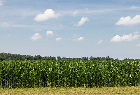 Biocontrol: proven success in row crops