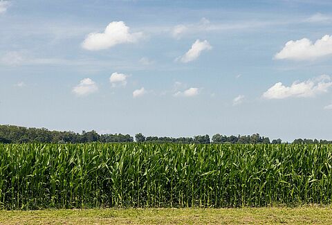 Biocontrol: proven success in row crops