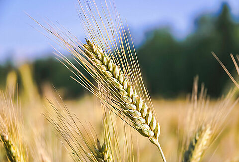 Crops